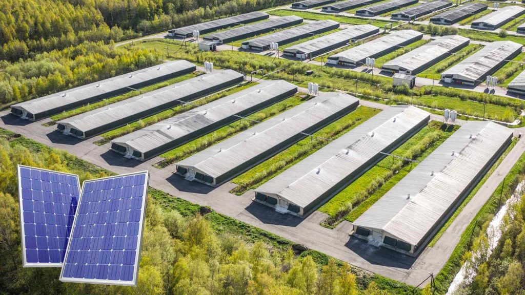 solar-panels-installed-roofs-poultry-houses-img